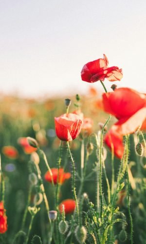agnese-rudzite-kSxkjuDMY0Q-unsplash